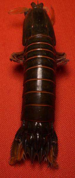 gonodactylus smithii T.F.C. 1.bmp